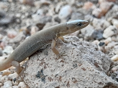 Xantusia wigginsi