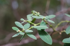 Euphorbia atrococca