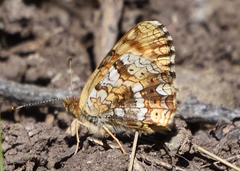 Phyciodes orseis