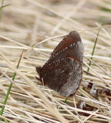 Erebia discoidalis