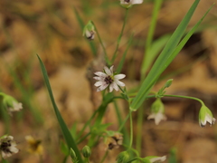 Microbotryum stellariae
