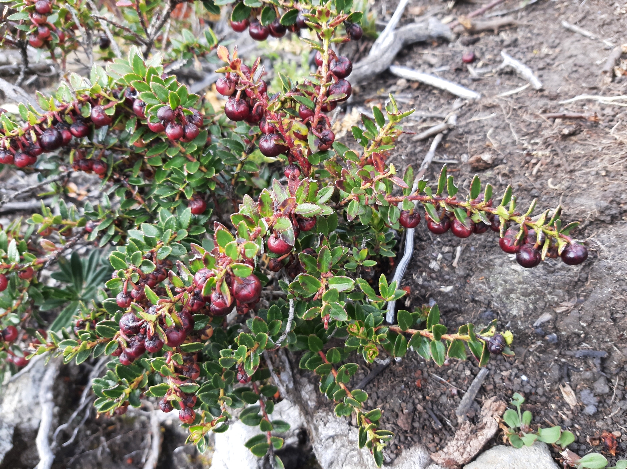 Gaultheria image