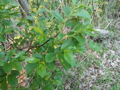 Rhamnus fallax