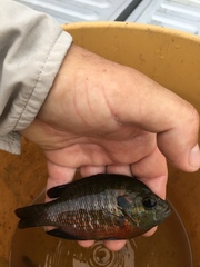 Lepomis miniatus