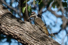 Chloropicus namaquus