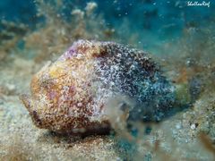 Antennatus tuberosus