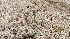 Eriogonum maculatum