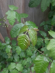 Toxicodendron diversilobum