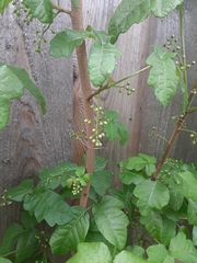 Toxicodendron diversilobum