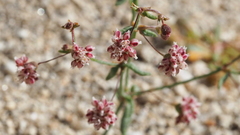Eriogonum maculatum