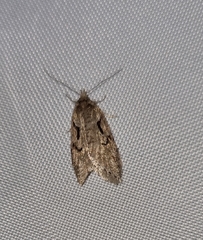 Semioscopis steinkellneriana