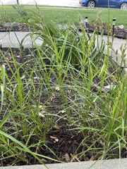 Carex muskingumensis