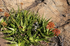 Aloe andongensis