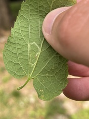 Agromyza aristata