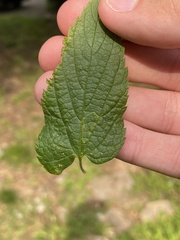 Agromyza aristata