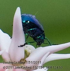 Chrysochus cobaltinus