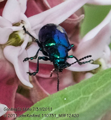 Chrysochus cobaltinus