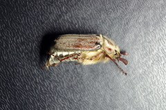 Melolontha hippocastani