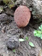 Corynaea crassa sprucei