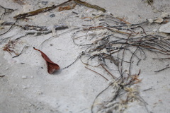 Habroscelimorpha dorsalis saulcyi