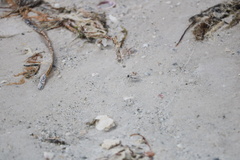 Habroscelimorpha dorsalis saulcyi