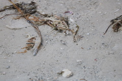 Habroscelimorpha dorsalis saulcyi