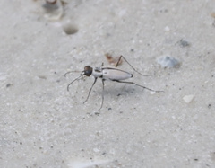 Habroscelimorpha dorsalis saulcyi