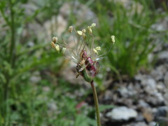 Plantago sempervirens