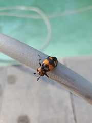 Nicrophorus hebes