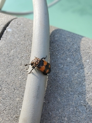 Nicrophorus hebes