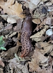 Limax dacampi