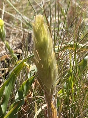 Castilleja rubicundula
