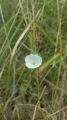 Evolvulus sericeus