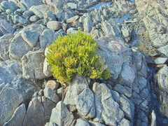 Salicornia littorea