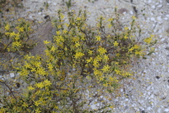 Hudsonia ericoides