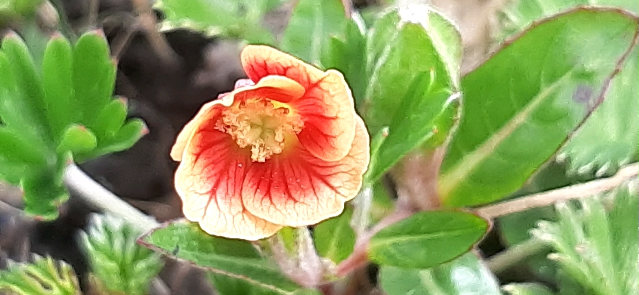 Oenothera epilobiifolia image