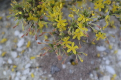 Hudsonia ericoides