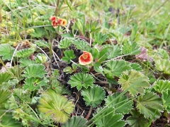 Oenothera epilobiifolia