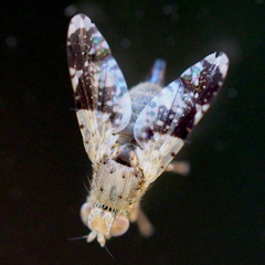 Tephritis formosa