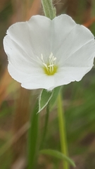 Evolvulus sericeus