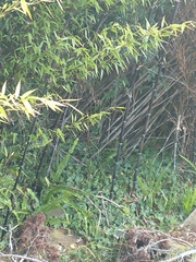 Phyllostachys nigra nigra