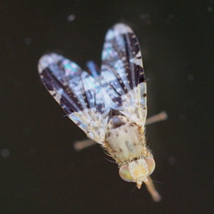 Tephritis formosa
