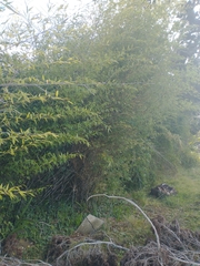 Phyllostachys nigra nigra