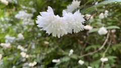 Deutzia