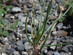 Plantago sempervirens