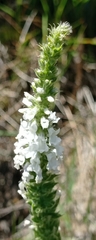 Anarrhinum duriminium