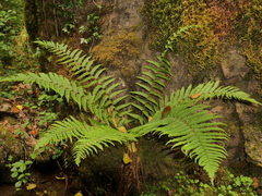 Dryopteris affinis borreri