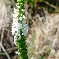 Anarrhinum duriminium