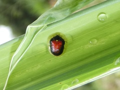 Tapinaspis atroannulus