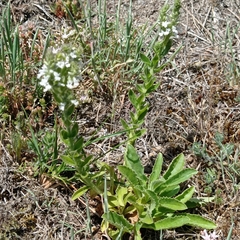 Anarrhinum duriminium